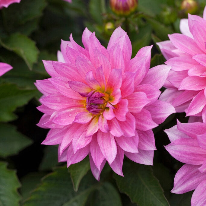 Dahlia Gallerie Renoir 1-pakkaus