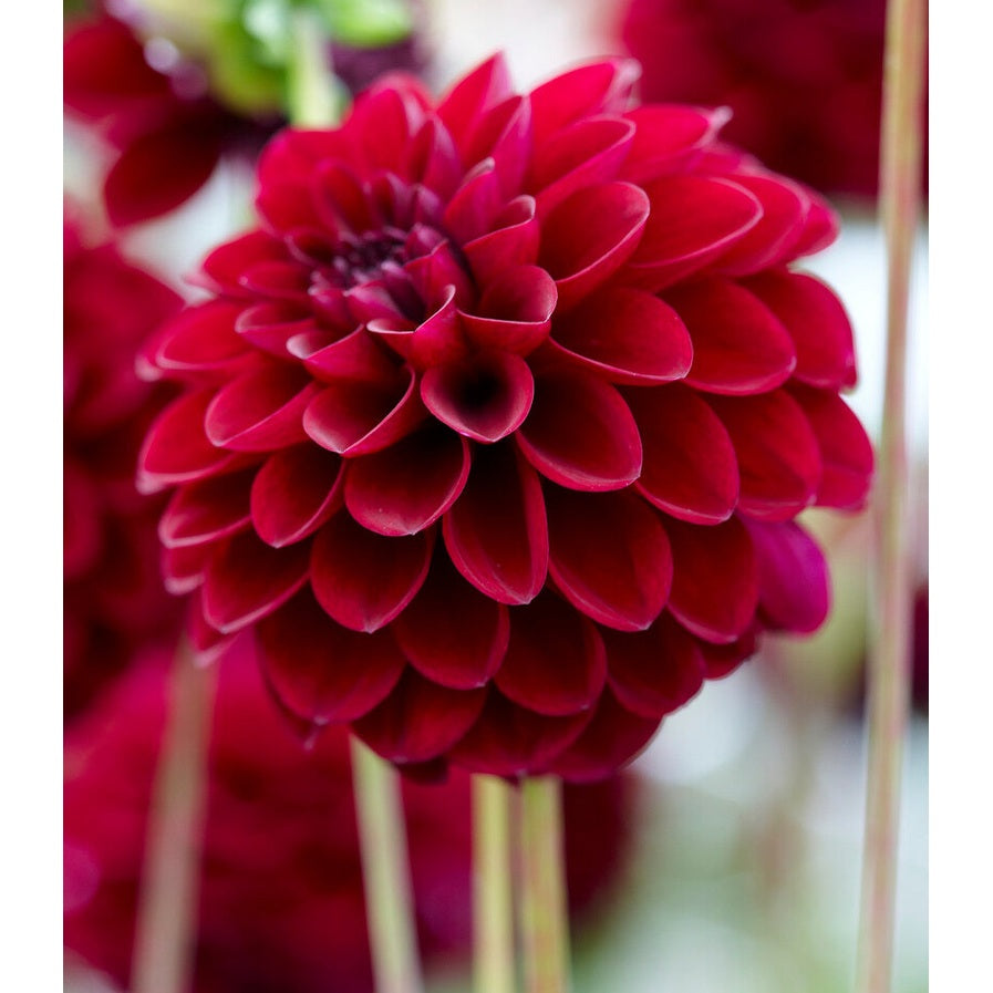 Dahlia Pompon Gipsy Night 1-paketti UUTUUS