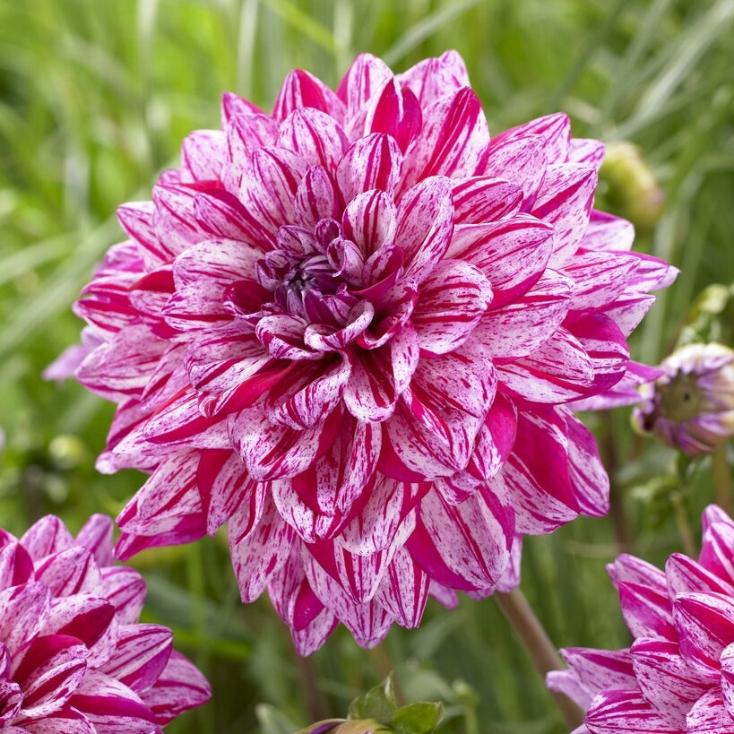 Dahlia Dekoratiivinen Santander 1-pakkaus