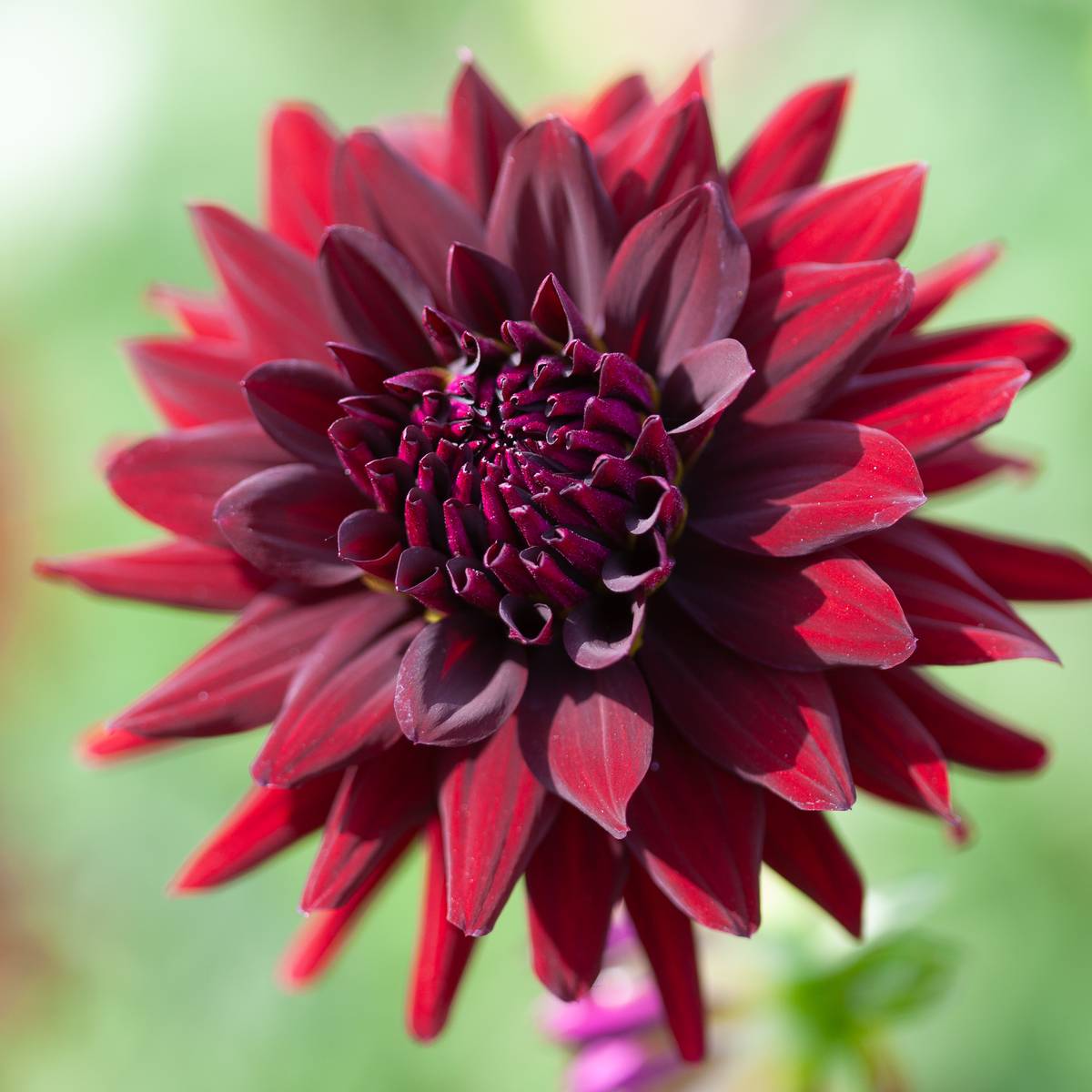 Dahlia Cactus Chat Noir 1-paketti